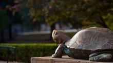 testudo