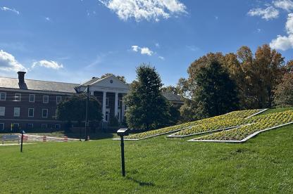 A large "M" formed by yellow flowers on a grassy hill in front of a white-pillared brick building.