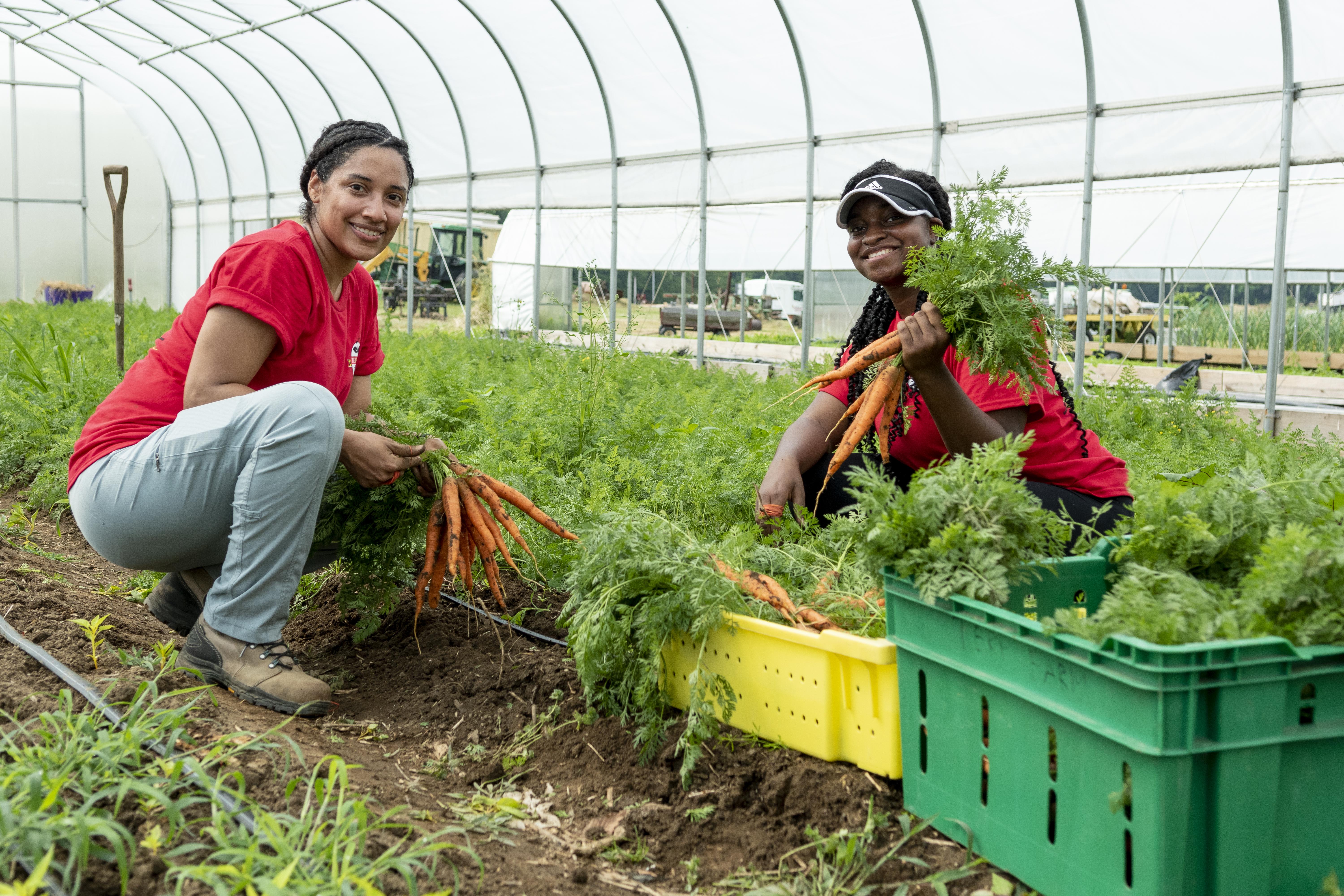 Two students work together, harvesting crops at Terp Farm.