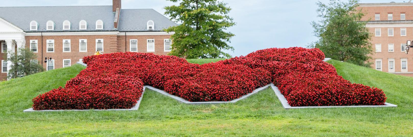 A bed of flowers with red flowers in the shape of an M with a building in the background.