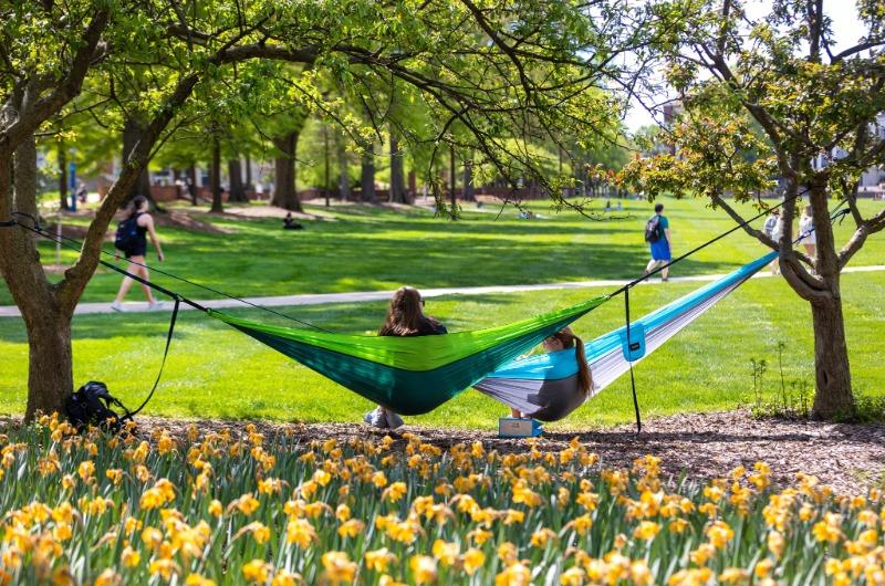 Two students relaxing in hammocks between trees on a grassy campus lawn with yellow flowers.